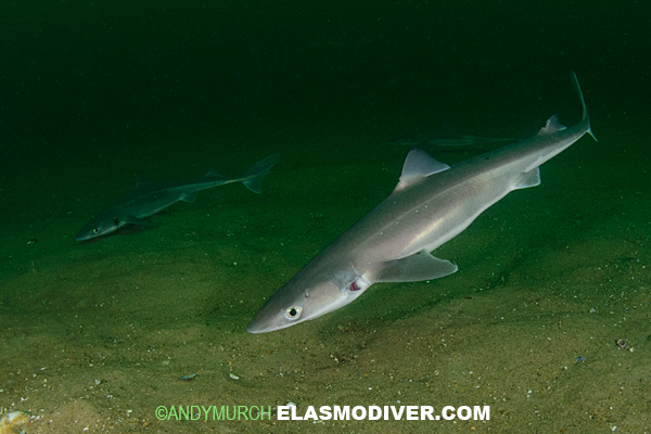 Spiny Dogfish Pictures